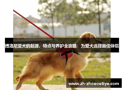 博洛尼亚犬的起源、特点与养护全攻略：为爱犬选择最佳伴侣